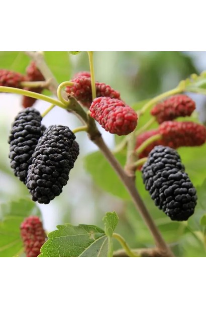 Чорна Баронесса — унікальна біла шовковиця з темними плодами.